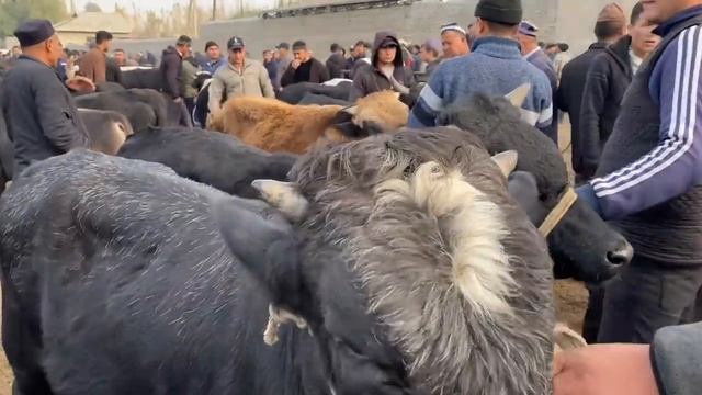 BUVAYDA BOZORI. BUQALAR VA KUCHADAGI NARHLARI. 12,11,2023 . ZO'R BULDI.