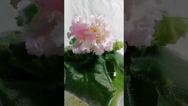 РМ-Соломея смотреть онлайн