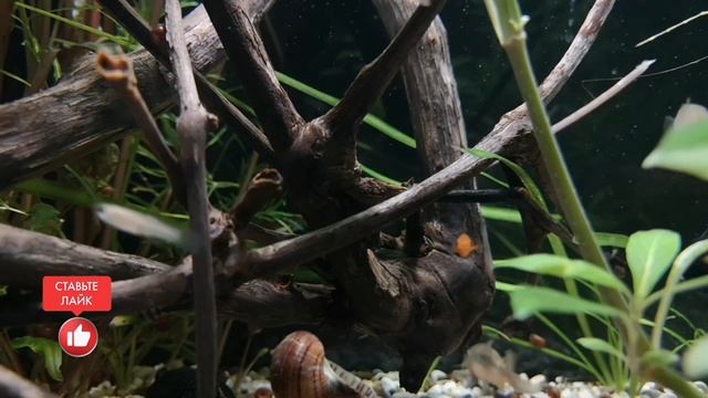 СКАЛЯРИЯ. УХОД И СОДЕРЖАНИЕ В АКВАРИУМЕ.