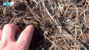 ОЗИМЫЙ ЧЕСНОК. ВСХОДЫ ОЗИМОГО ЧЕСНОКА, УКРЫТОГО С ОСЕНИ СОСНОВОЙ ХВОЕЙ.