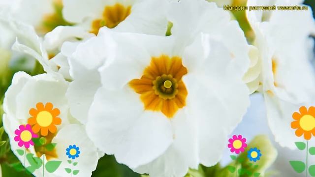 Примула высокая Инара Вайт. Краткий обзор, описание характеристик primula elatior Inara White смотреть онлайн