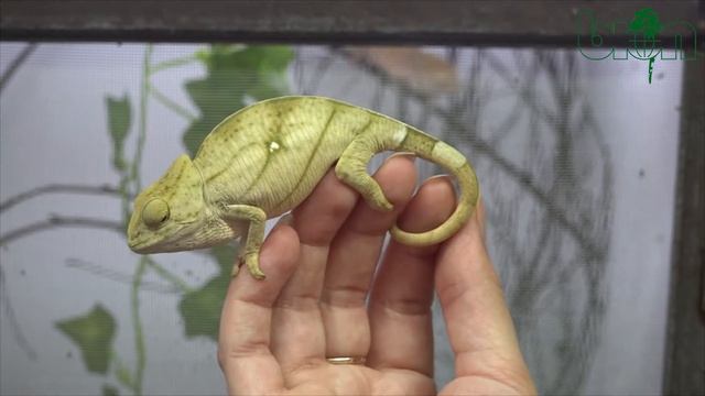 SEE AND BUY - Parsons chameleon Calumma parsonii Yellow giant №121 (SOLD!) смотреть онлайн