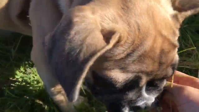 ФРАНЦУЗСКИЙ БУЛЬДОГ МОЛЛИ и тайные пристрастия #1 смотреть онлайн