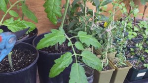 ТОМАТЫ вытягиваются