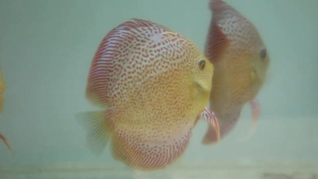 Дискусы Леопарды смотреть онлайн