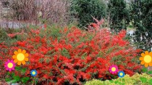 Айва японская. Краткий обзор: Айва японская описание характеристик, где купить саженцы