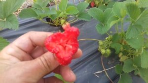 29 05 2021 Клубника сорт Дивная