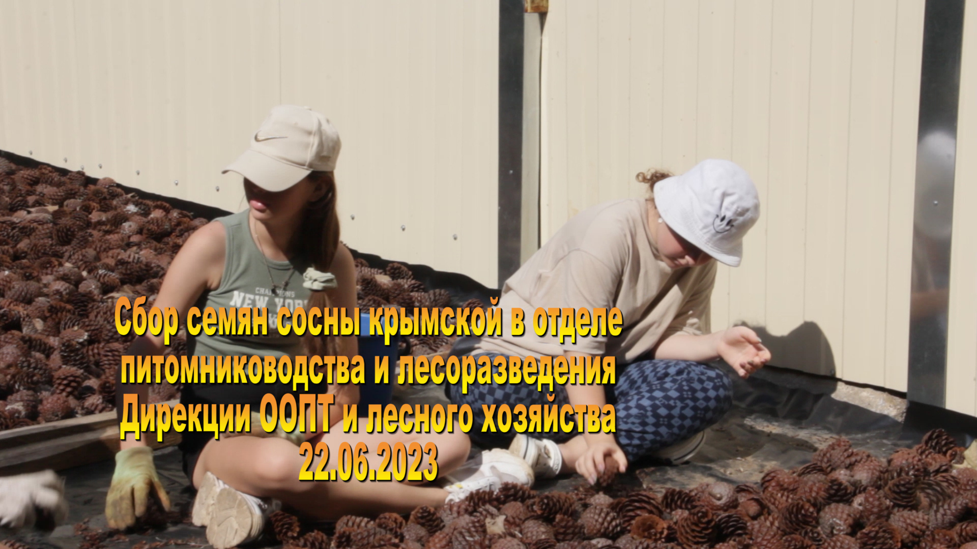 Сбор семян из шишек
