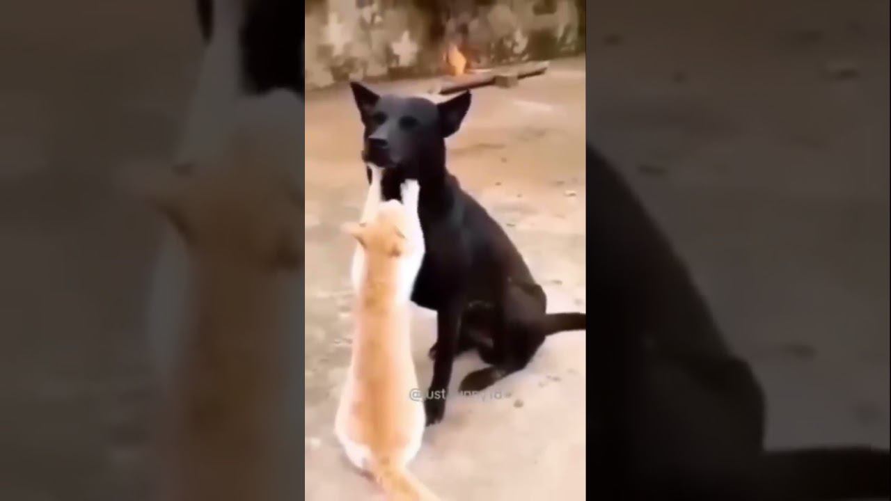 Кошки и собаки - дружба навеки! Такое тоже бывает смотреть онлайн