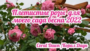 Плетистые розы с  названиями сортов для моего сада!
