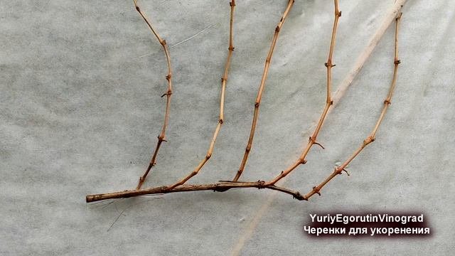 ? Не выбрасывайте такие черенки! Какие черенки подходят для укоренения, как выбрать.