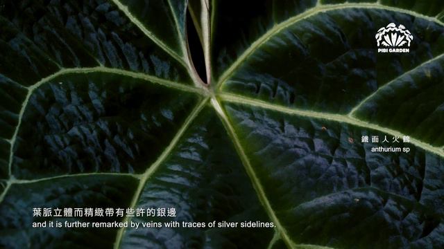 ［ 鐵面人火鶴 Anthurium sp ］- PIBI GARDEN植物圖鑑014 смотреть онлайн