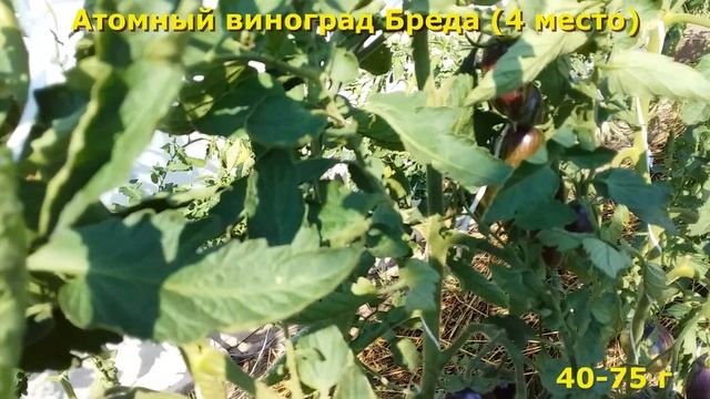 ТОП-5 плюс СЛАДКИХ томатов 2022.Теплица и о/г