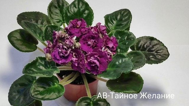 Ав тайное желание фото
