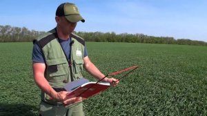 Сравнение гербицидов. Озимые. Опыты.