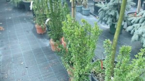 Бересклет японский Бенкомасаки  .