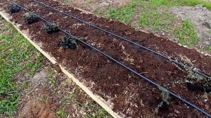 Посадка клюквы садовой