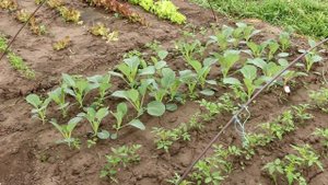 Лучшие и самые Урожайные Ультраранние и Ранние сорта Капусты и гибриды которые буду Выращивать