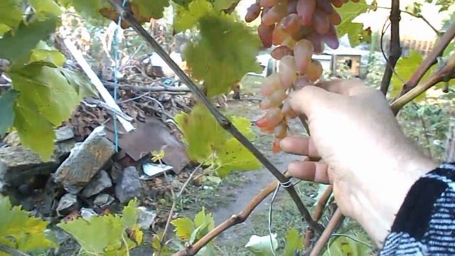 Виноград "оригинал" смотреть онлайн