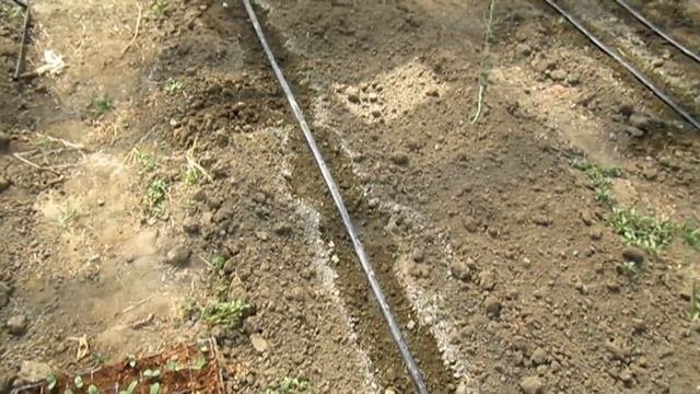 Как посеять семена огурца в грунт Часть 1