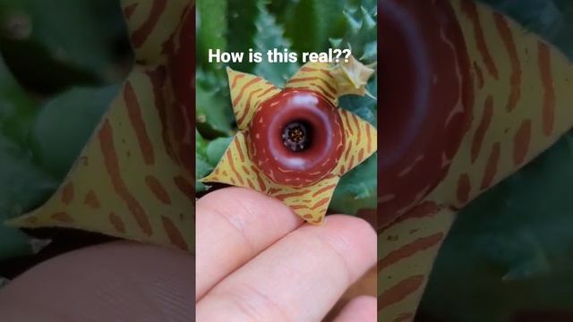 Flower from outer space? Nope! it's Huernia zebrina 'Lifesaver plant'