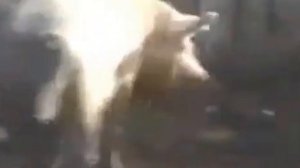 Ты свинья и я свинья, все мы братья свиньи