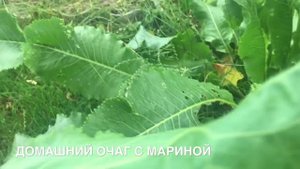 ЛУЧШЕЕ ОТ БОЛИ В СУСТАВАХ ,ПОДАГРЕ, ОТЛОЖЕНИЕ СОЛЕЙ !