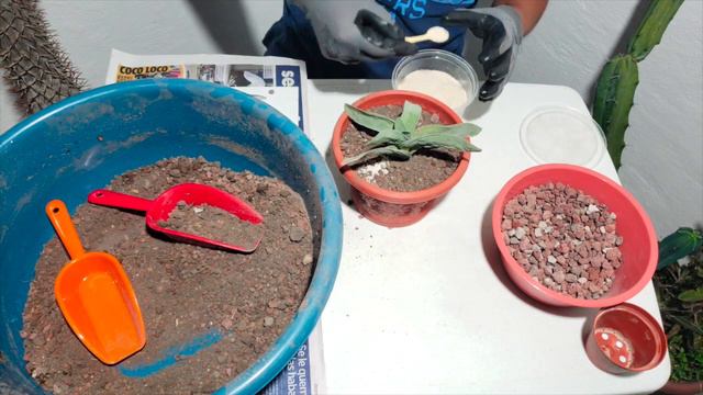 Trasplante y recuperación de Crassula Falcata y Echeveria Leucotricha || Planeta Suculento смотреть онлайн