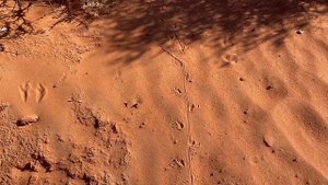 США ?? ШТАТ НЕВАДА / РАЗНОЦВЕТНЫЙ КОФЕ / КРАСОТА ПУСТЫНИ / ПАРК ДОЛИНА ОГНЯ / ФРАНЦУЗСКАЯ КУХНЯ