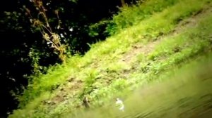 Насекомые Гусеница которая мечтала об океане