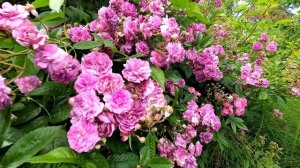 "Niebieska" róża na pergolę - PERENNIAL BLUE.