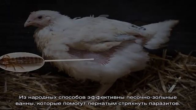 Пероед у кур как избавиться смотреть онлайн