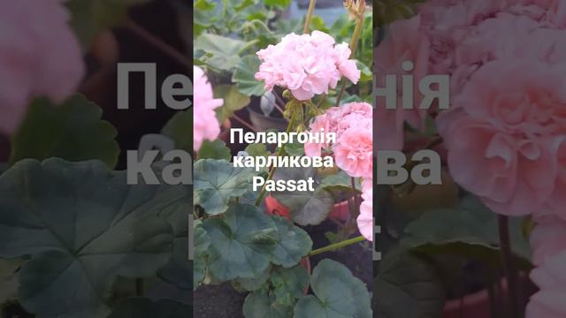 Пеларгонія карликова Passat