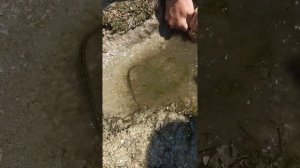 Поймали неизвестную рыбу в Азовском море