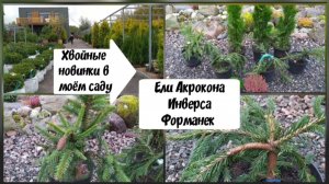 Хвойные новинки в моём саду.Ели Акрокона, Инверса, Форманек.
( 2 октября 2022 г.)