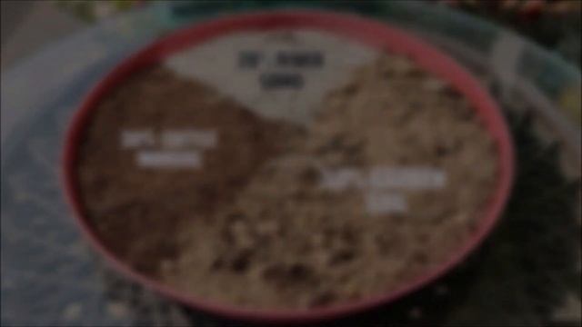 How To Grow Alyssum Flower | SEED TO FLOWER
