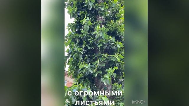 Крупнолистный тополь