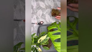 Эскелето и манки вариегатная