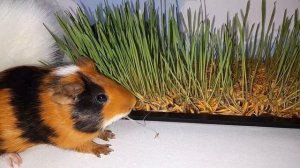Рацион морских свинок/любимое блюдо морских свинок/милое видео/guinea pig diet