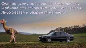 Топ-10 гигантских вымерших птиц (сравнительные размеры)