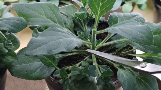 Почему у петунии может оголяться центр куста? смотреть онлайн