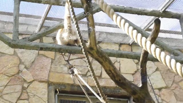 Гиббоны смотреть онлайн