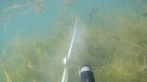 подводная охота осень 2021 кефаль лобан