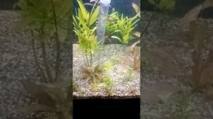 №15 Чистка аквариума с помощью сифона