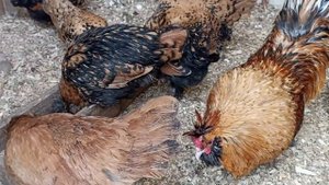 Павловское Золото, куриная трапеза.