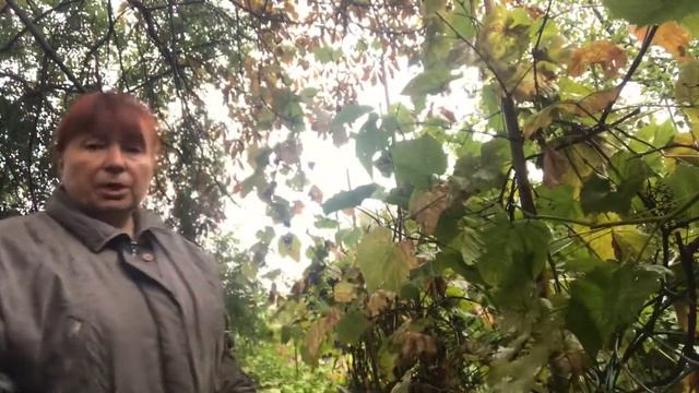 Конечно наревелись😭😢.Работа, хлопоты отвлекают! Собираю виноград для Крымско-Московского вина! смотреть онлайн