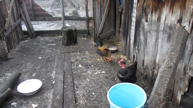 Куры голошейки или Один день из новой жизни петушка.Цветной бройлер, голошейные куры. смотреть онлайн