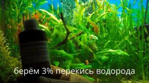 Нитчатка , как избавится