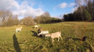 Козы и овцы. Сравнение в содержании.