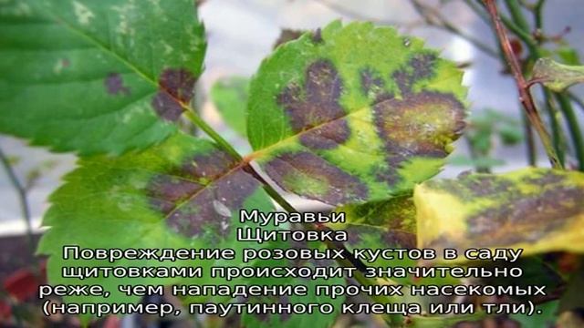 Вредители роз